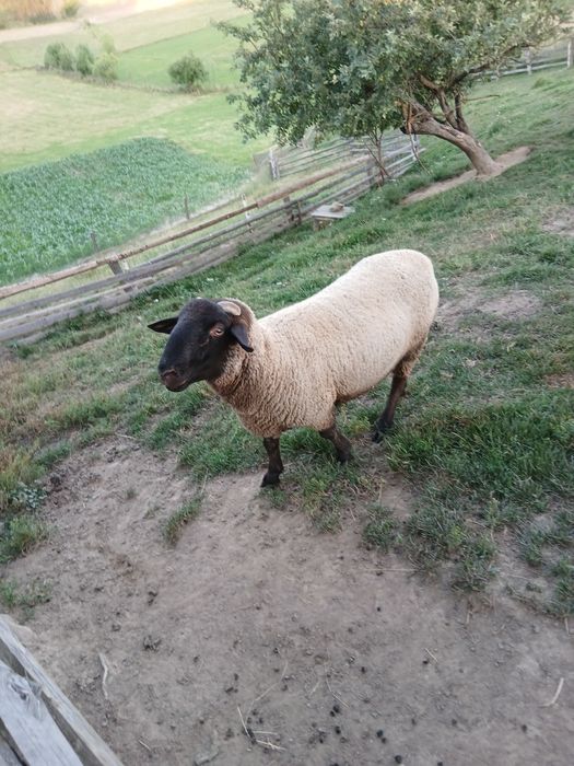 Berbec de vanzare