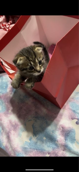 вислоухий котёнок