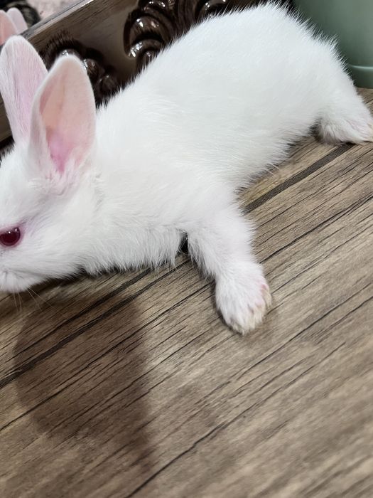 Куён болалари 35 минг дан. Овкат йейди, соглом.