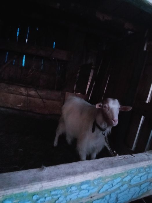 Vind țap bun de tăiat sau de ținut țapul e de anul trecut