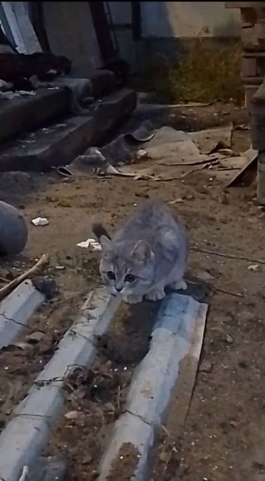 Кошечка в добрые руки