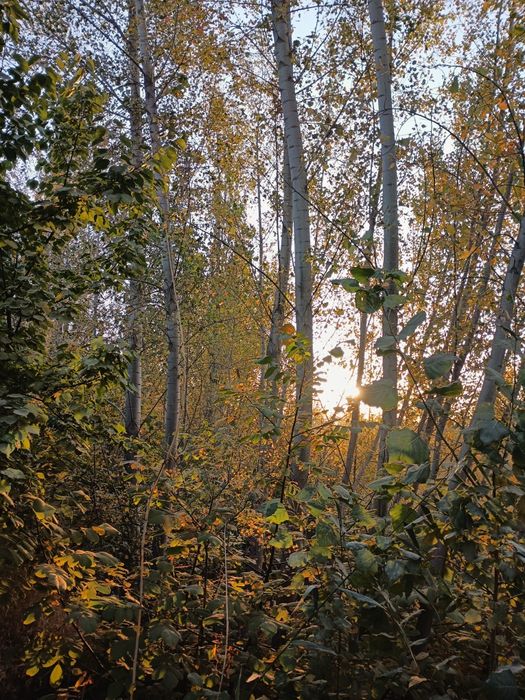 Srochni terak sotiladi