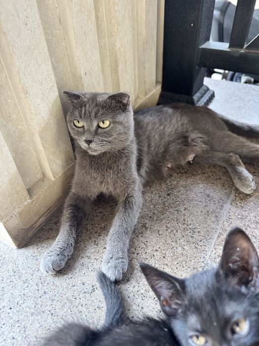 Отдам кошку и котят
