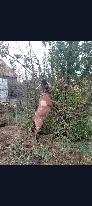 Продам козла англонубийскрй породы