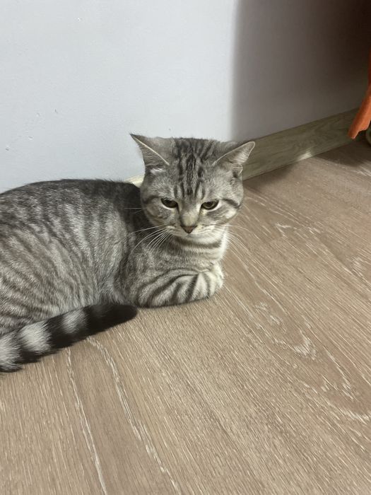 Продается красивай доманийш кот