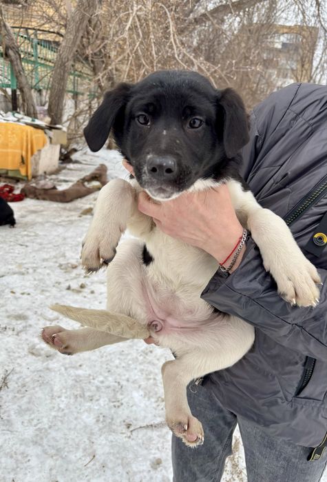 Отдадим щенят в добрые руки