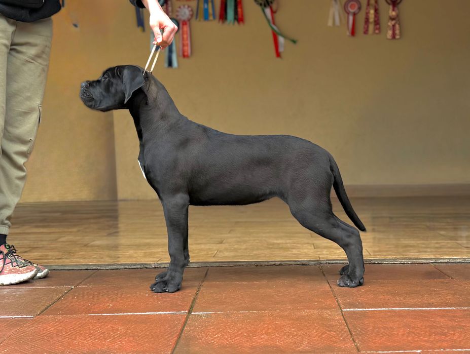 Продавам кученца Кане Корсо – ваксинирани, с паспорт и родословие