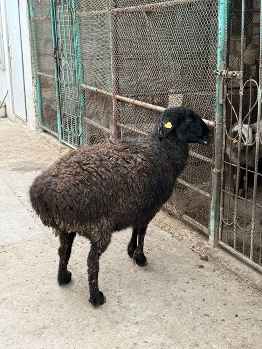 Семиз кой сатылады