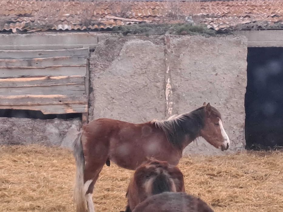 Продам жылқы- тай