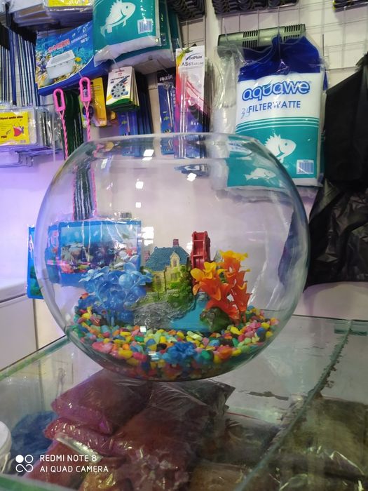 Dumaloq akvarium 2 litr dan 10 litrgacham