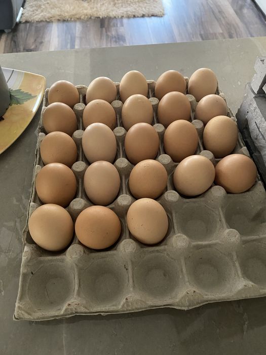 Oua incubat New Hampshire