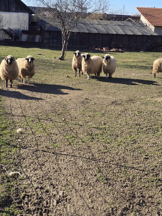 Vand oi breze.Detalii la telefon