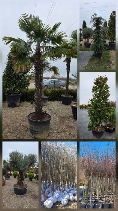 Vindem Tuia Leylandy Smarald Mesteacan Tei Magnoli Platan erc