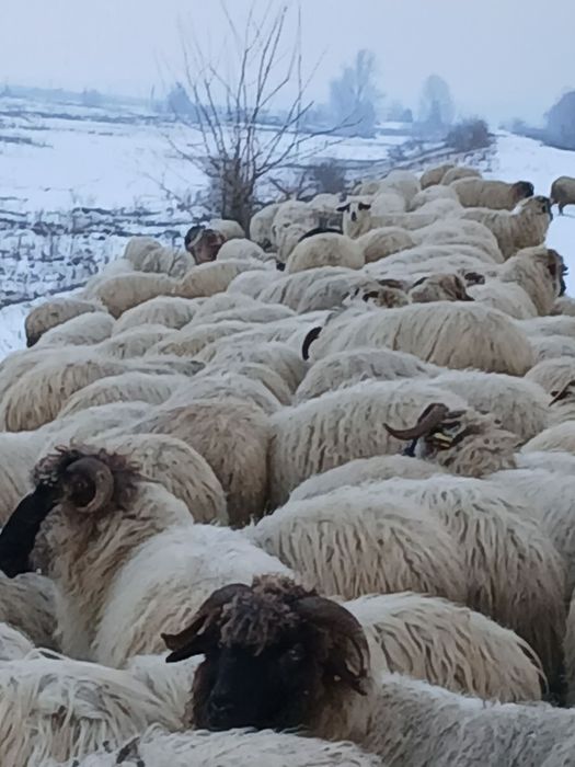 Oi de vânzare 250 Bucăți