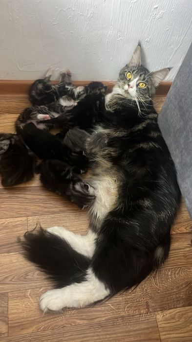 Продам красивых котят