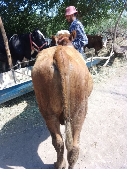 Парода букалар сотилади 15милёндан