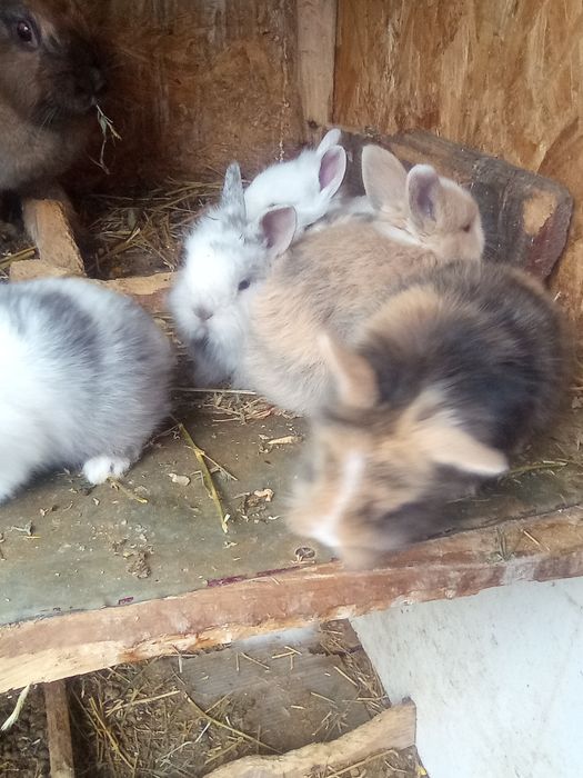 Iepurași cap de leu Prahova