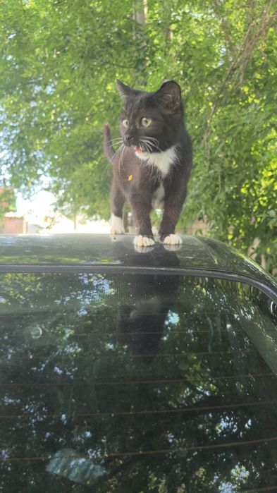Отдам котёнка в добрые руки