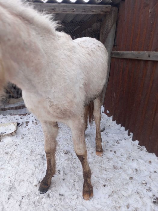 жеребчик с откорма