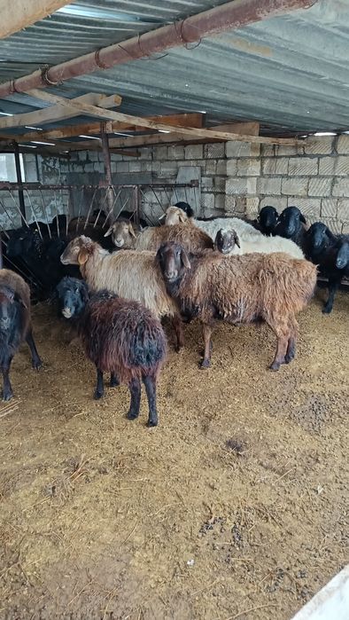 Буаз жас қойлар сатылады.