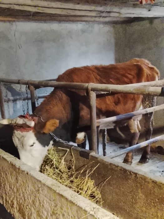 Продам корову стоит на откорме