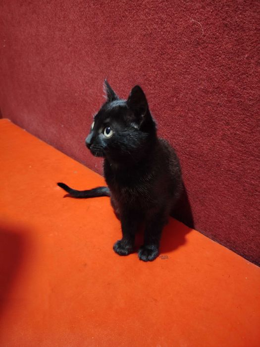 Подарява се много гальовно и сладко черно котенце