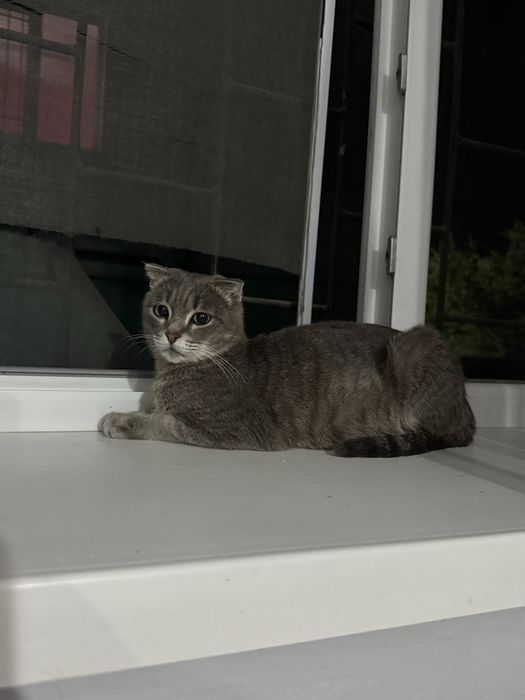 Кошку в добрые руки