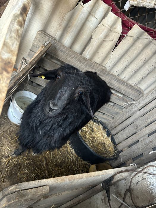 Қошқар сатылымда