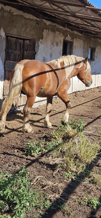 Armăsar comtois 3 ani