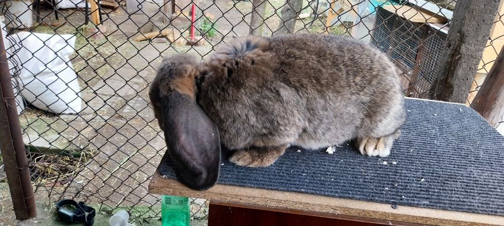 Зайци за разплод френски кочоват