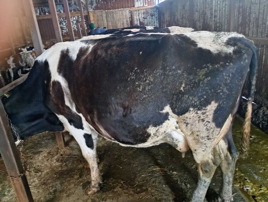 Vand vaca de 700 de kg