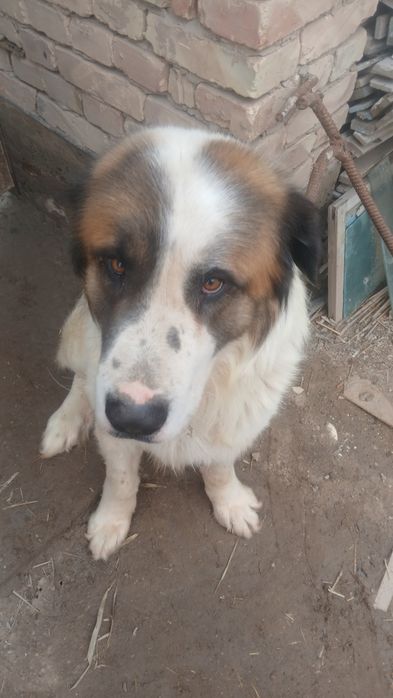 Алабай сатилади парода ит