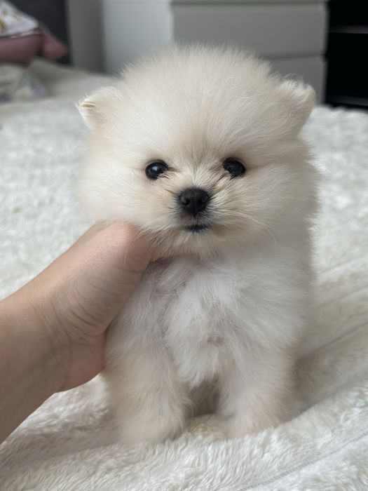 Pomeranian fetita