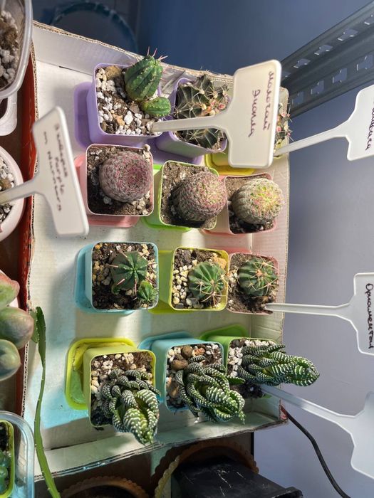 Кактусы и суккуленты