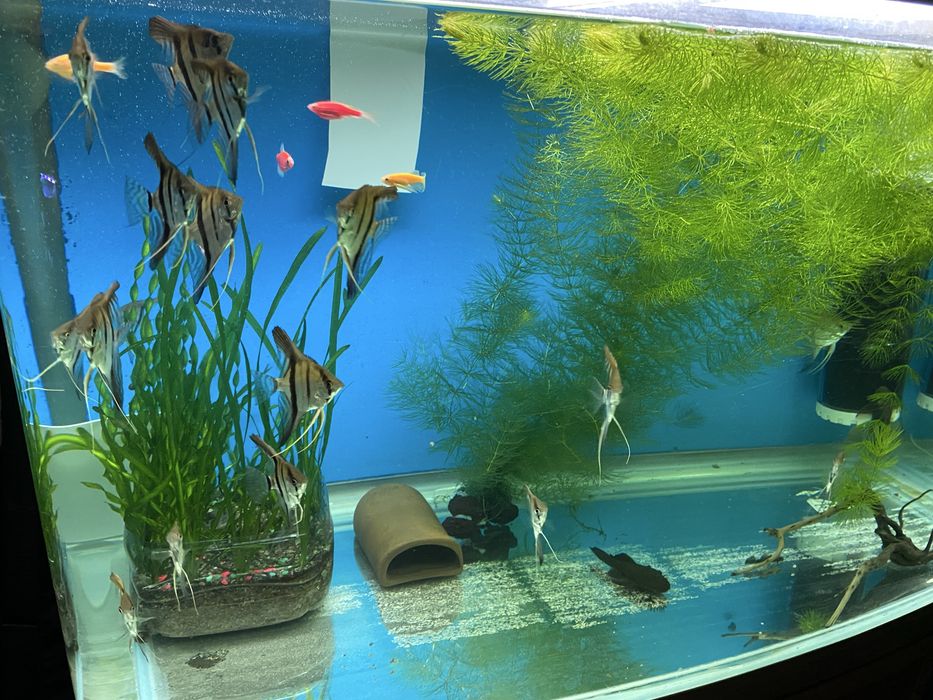 Аквариумные рыбы срочно!