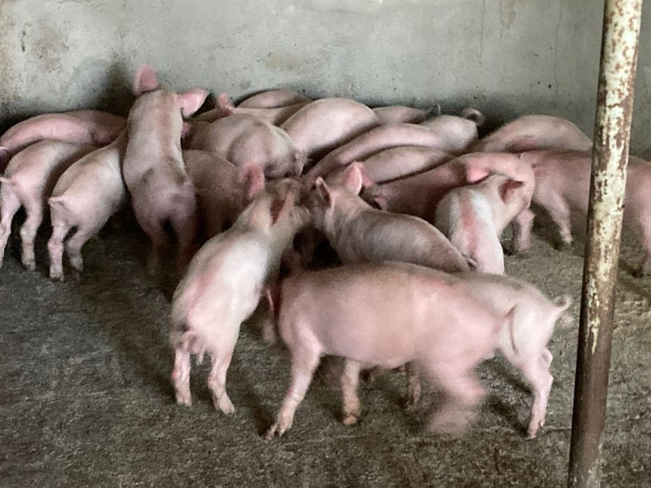 Продавам малки прасенца