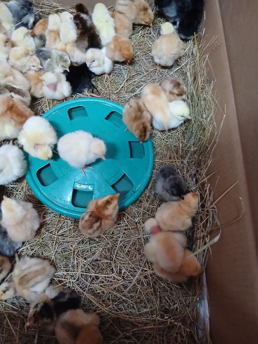 Pui de țară și bobocei de rață
