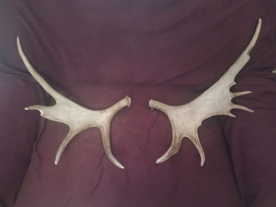 Продам лосинные рога
