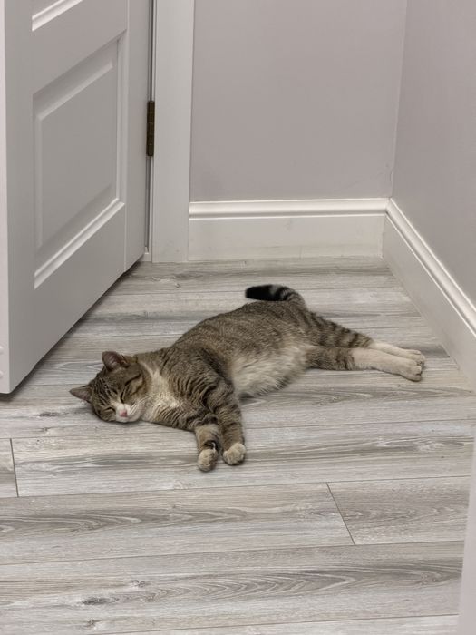 Ищем дом для кота