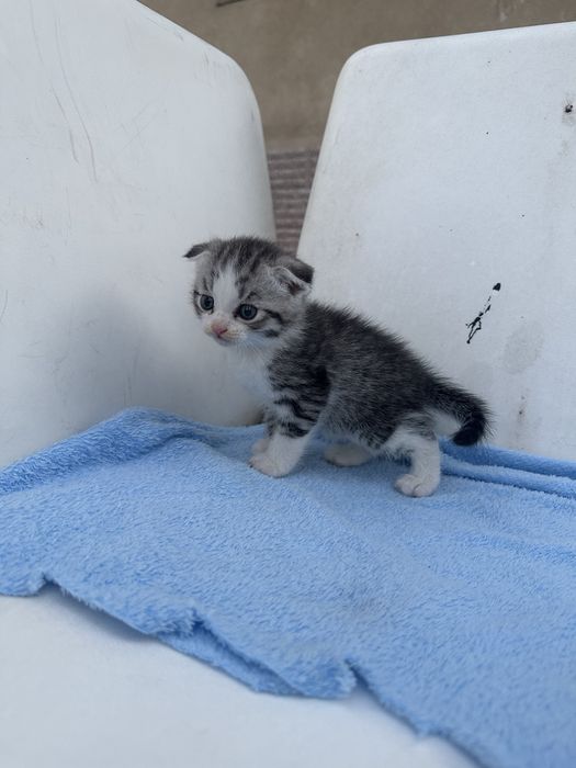 Продам котят веслоухое