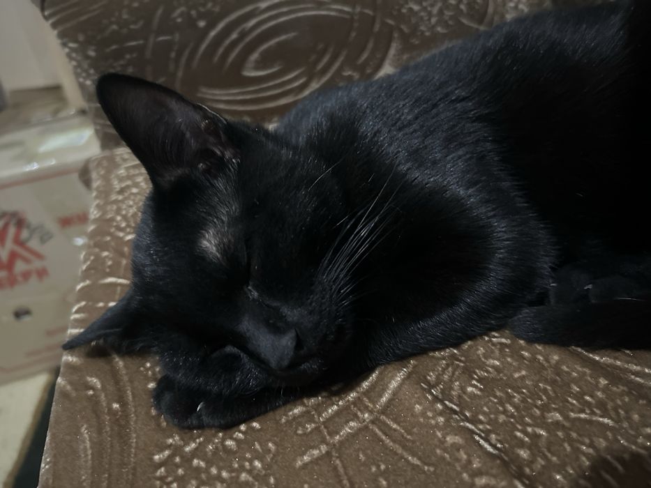 В добрые руки кота