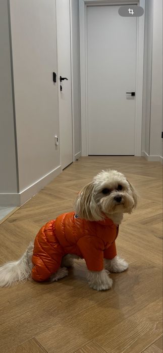 Комбинезон зимний для собак Moncler