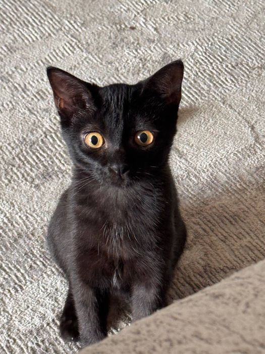 Котик 4 месяца Лупик