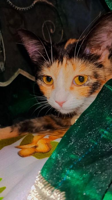 Хэппи в ответственные руки