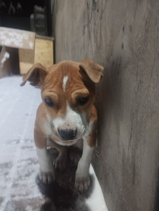 Продам щенок питбуль