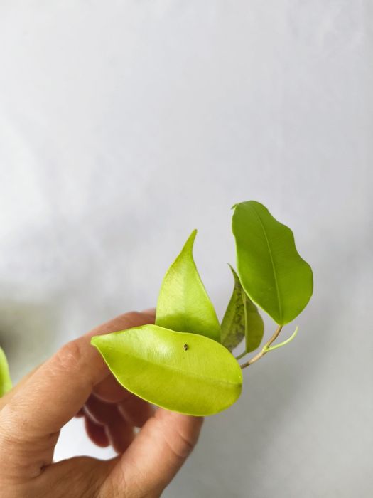 Продаем фикус еллоу голд
