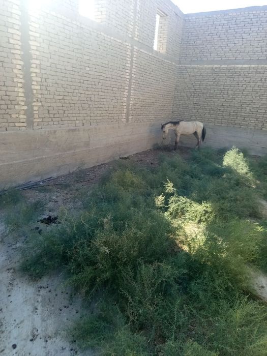 Жеребец 6 месячный, Toy 6 otlik