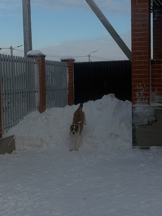 САО с документами (кобель)