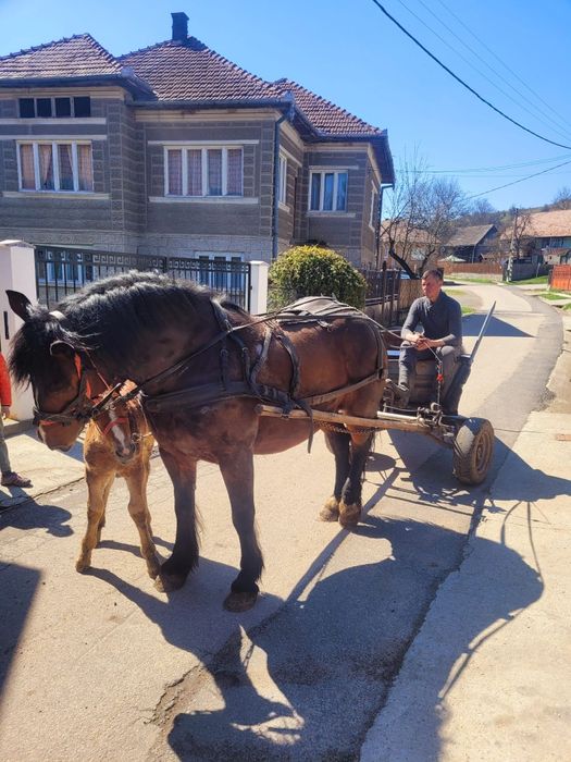 De vânzate Iapa de 5 ani, are O mânza de 10 zile.