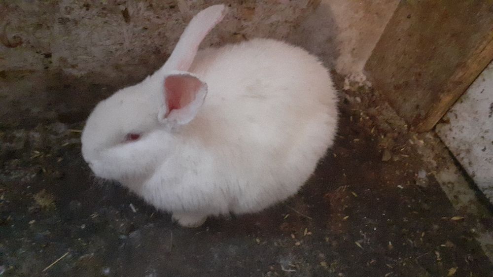 Продам живых кроликов